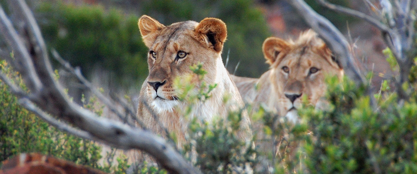 Mount Camdeboo Game Reserve Lions 