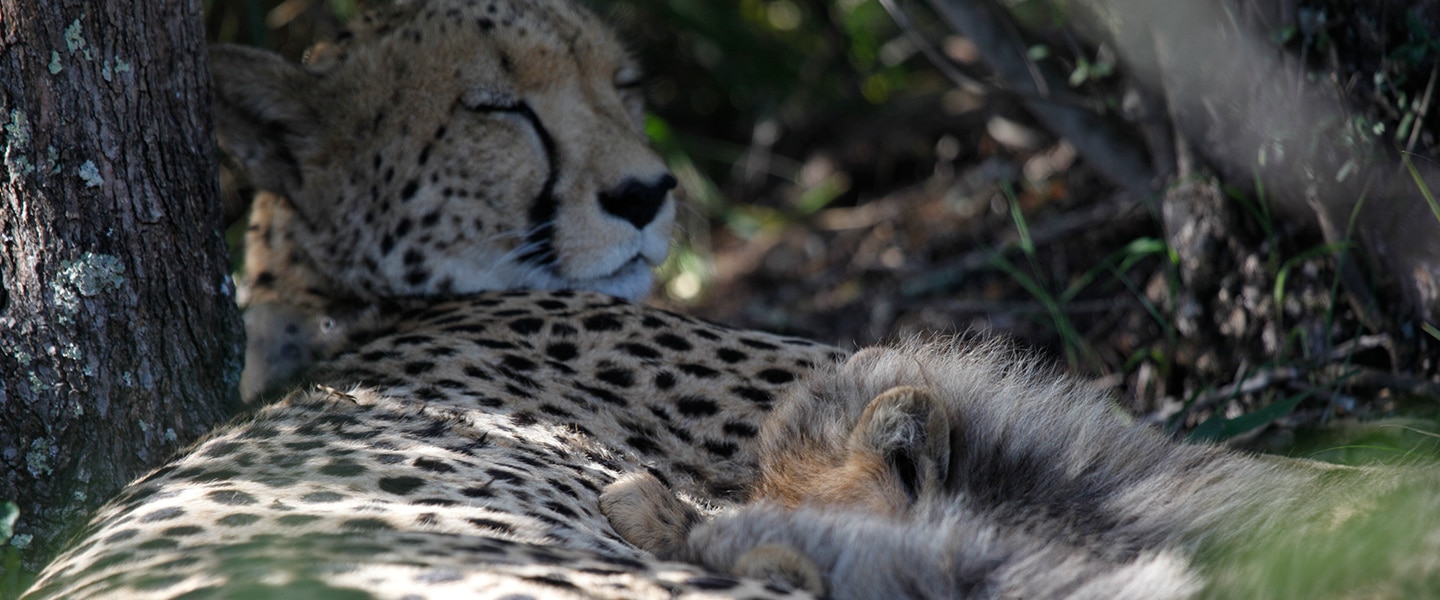 Cheetah conservation at Mount Camdeboo Private Game Reserve