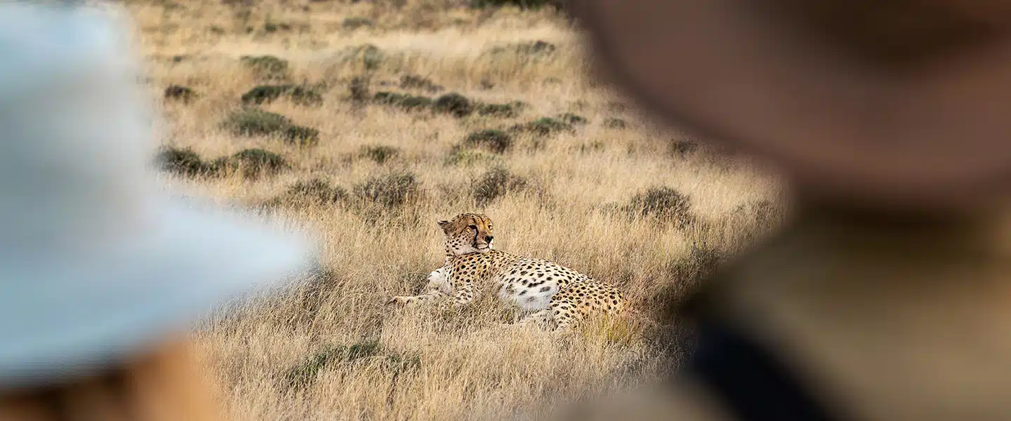 Close-Up Encounter with Cheetahs on Safari 